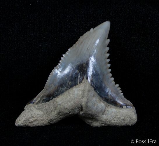 Large Hemipristis Serra Tooth - Maryland #3043